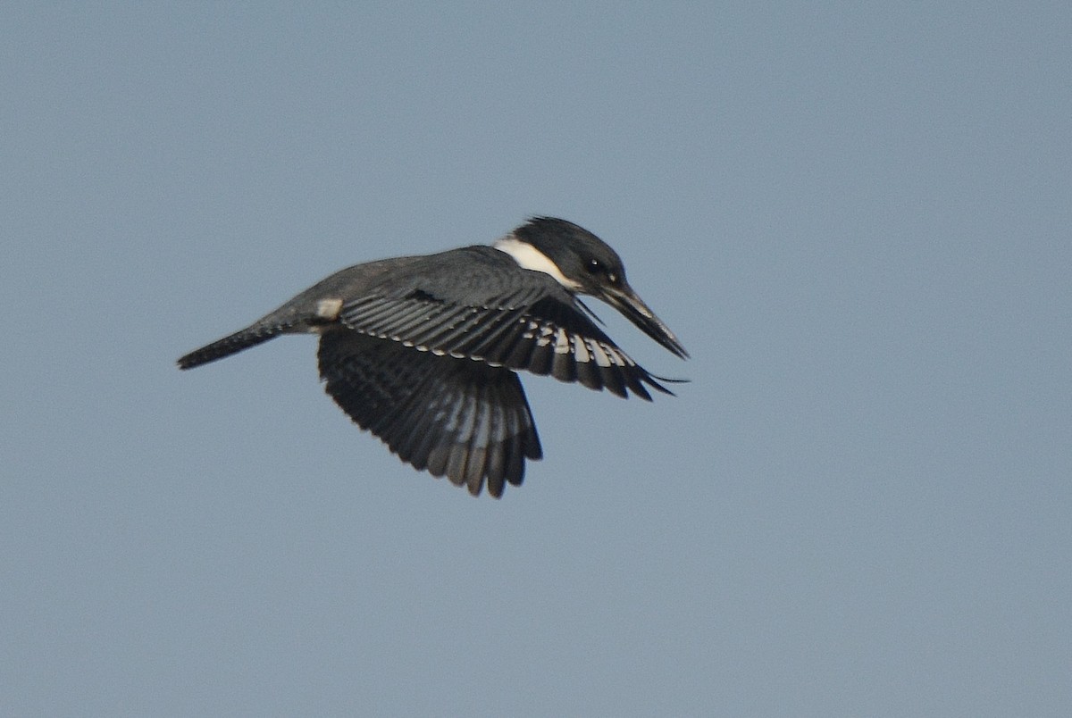 Belted Kingfisher - Aija Konrad