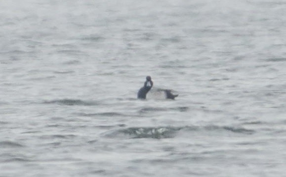 Greater Scaup - Barry Blust