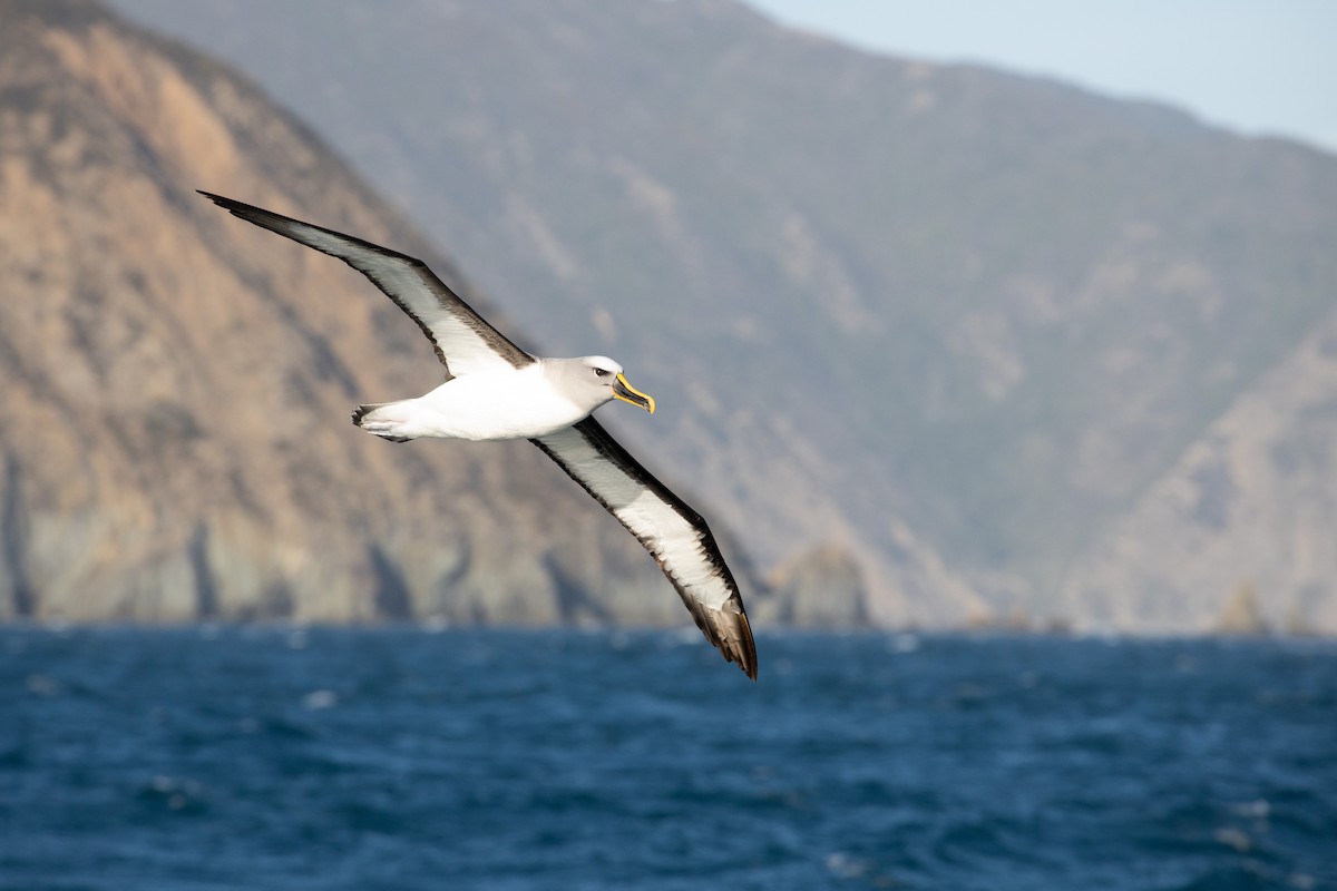 Buller's Albatross - Dan Burgin
