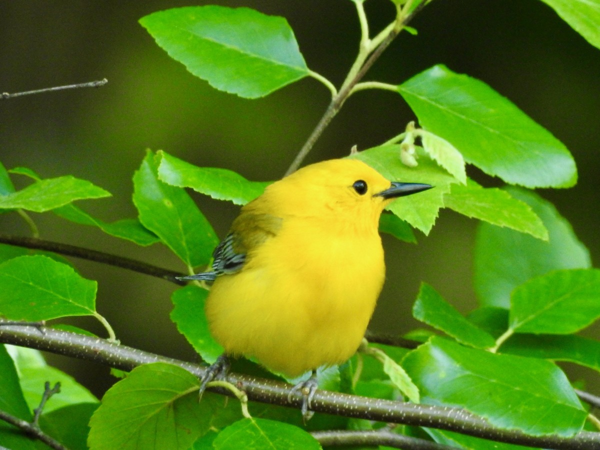 Prothonotary Warbler - ML229455571