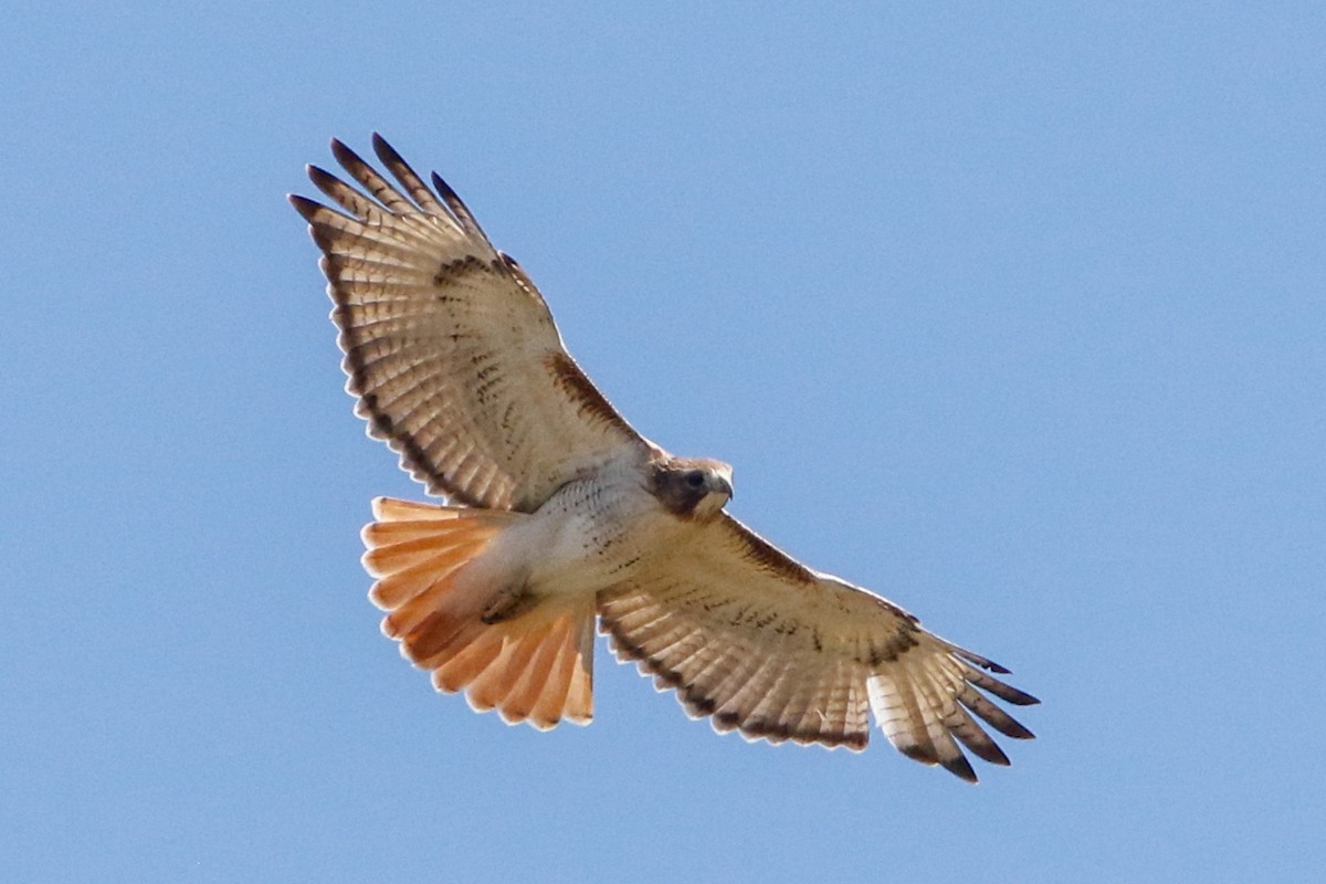Red-tailed Hawk (fuertesi) - ML229465311