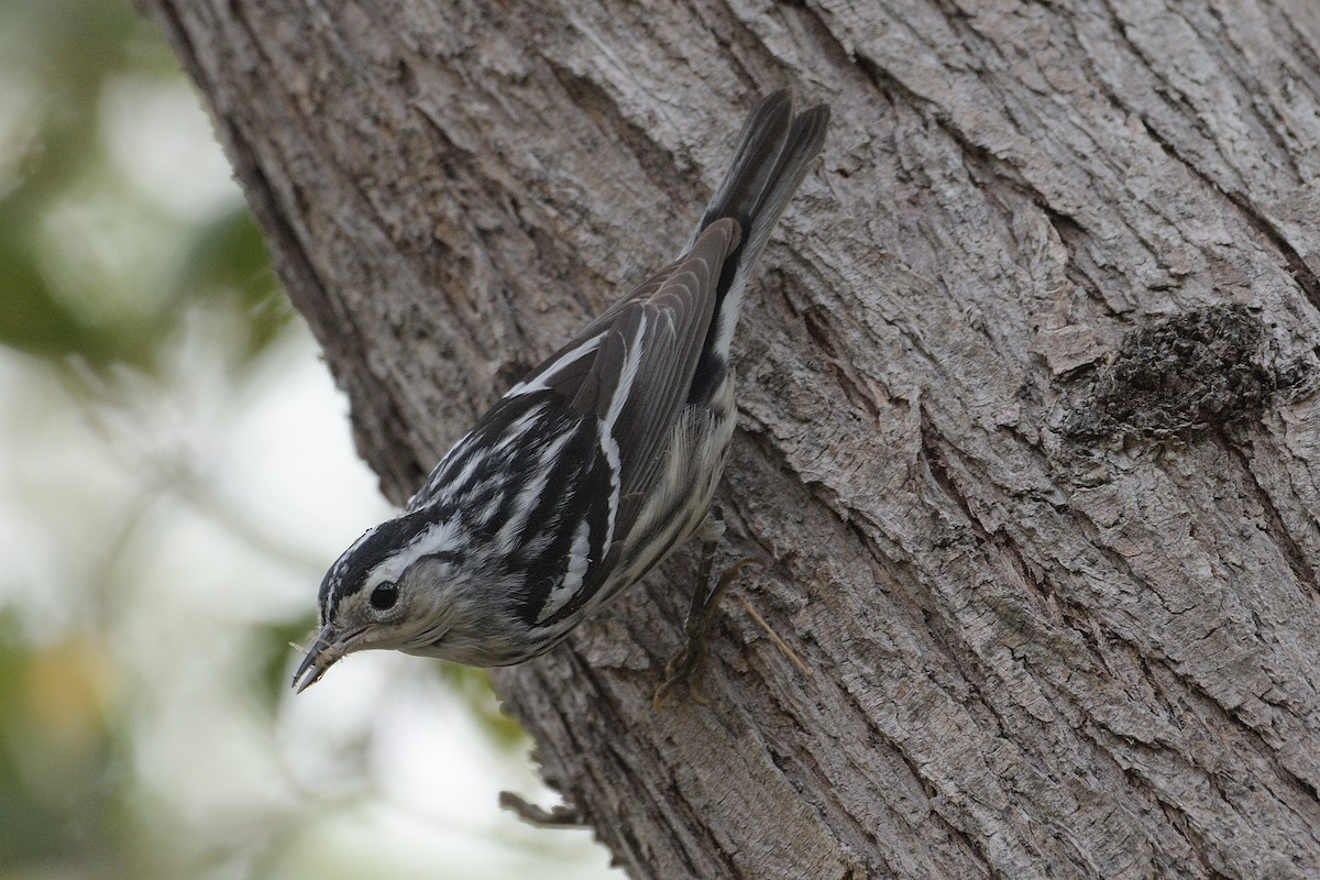 Black-and-white Warbler - ML229468061