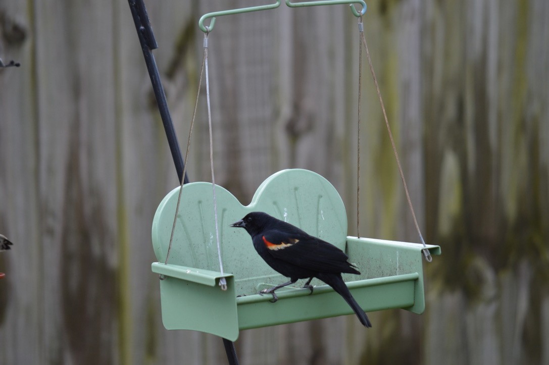 Red-winged Blackbird - Dan Doughty