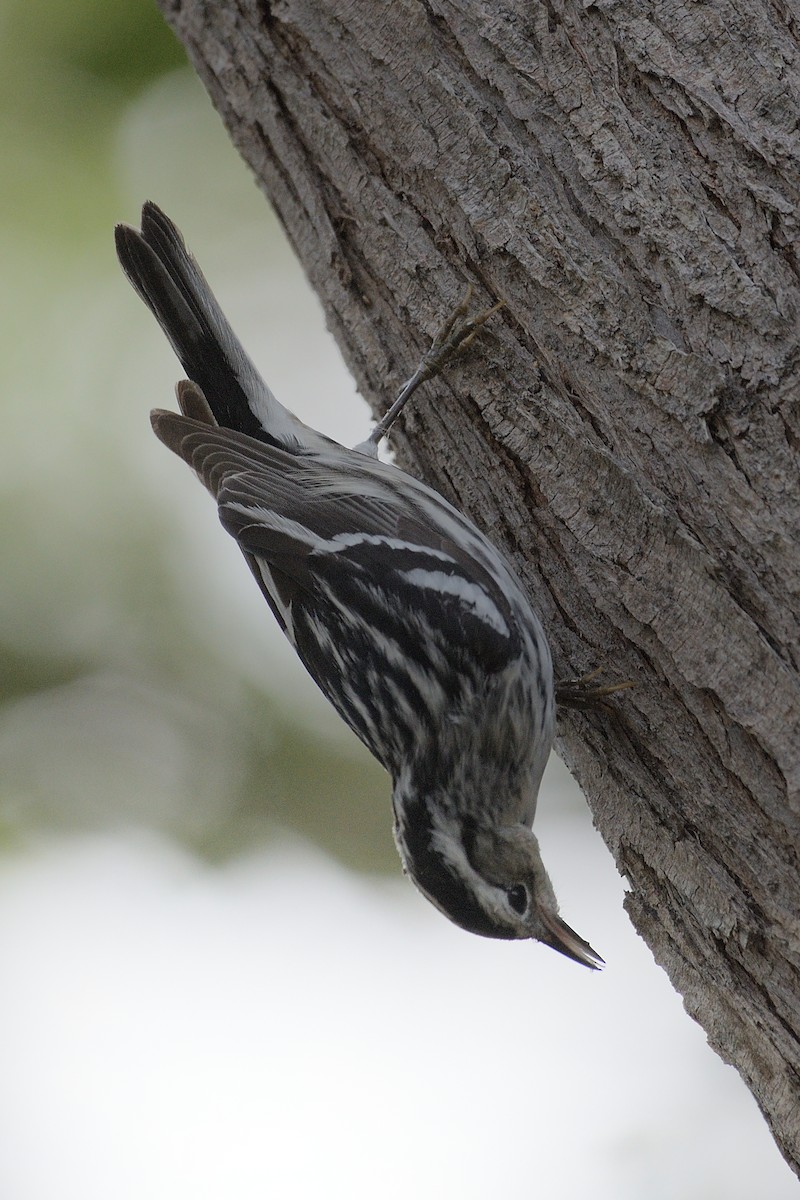 Black-and-white Warbler - ML229468771