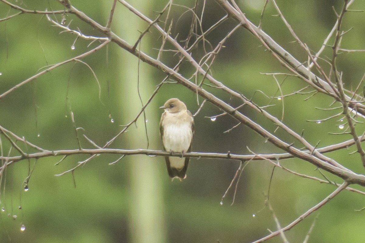 Northern Rough-winged Swallow - ML229470341