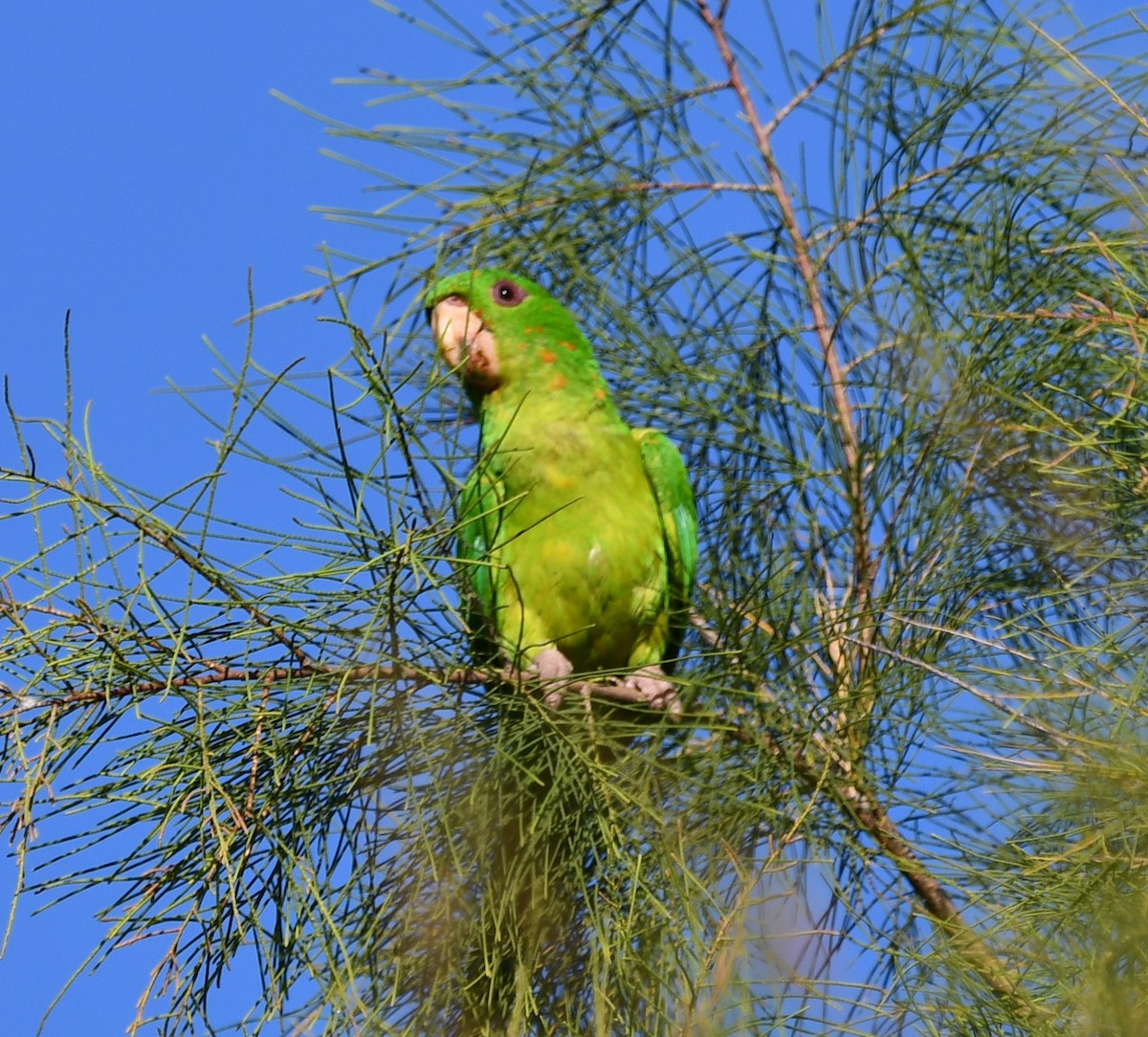 Green Parakeet - Mike Crownover Sr.