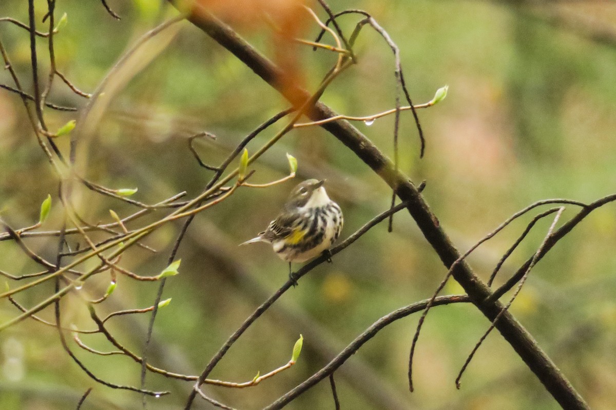 Yellow-rumped Warbler - Jefferson Shank