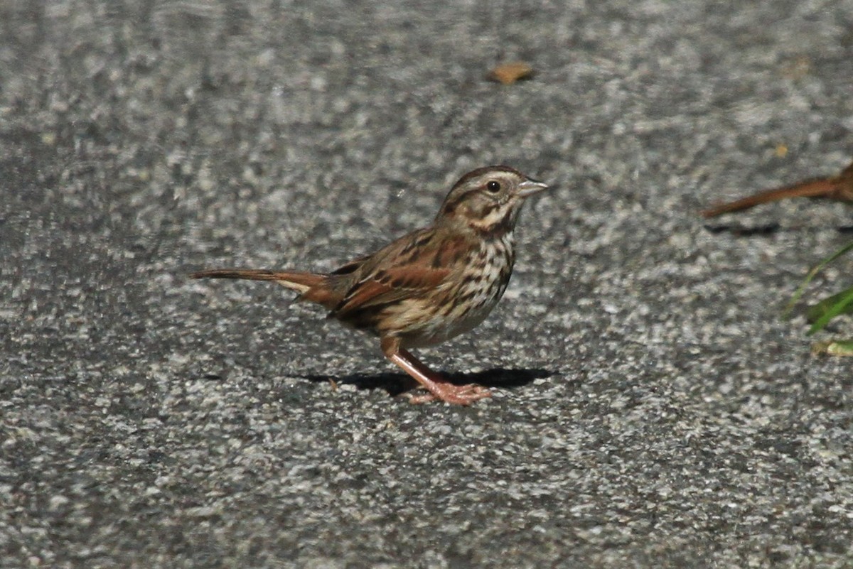 Song Sparrow - Kent Forward