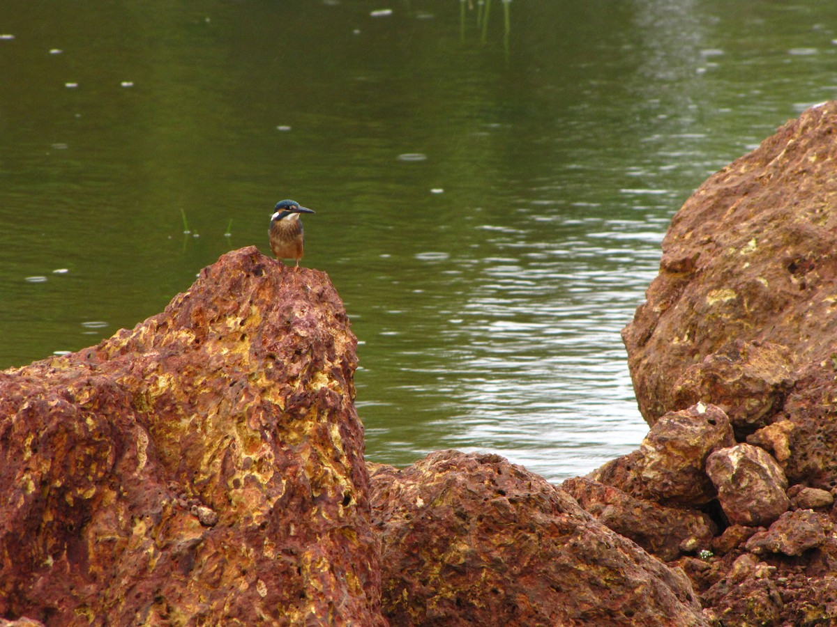 Common Kingfisher - Ramit Singal