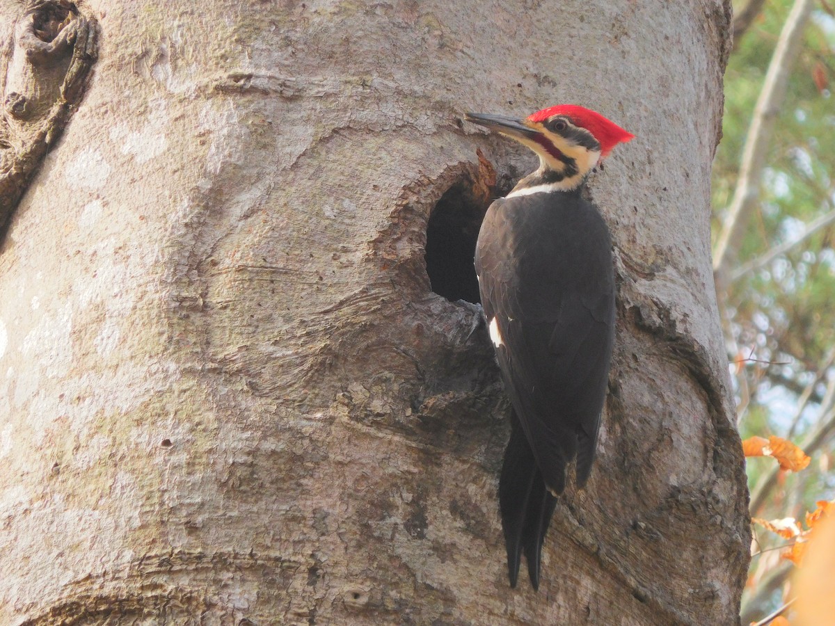 Pileated Woodpecker - Eric Cormier