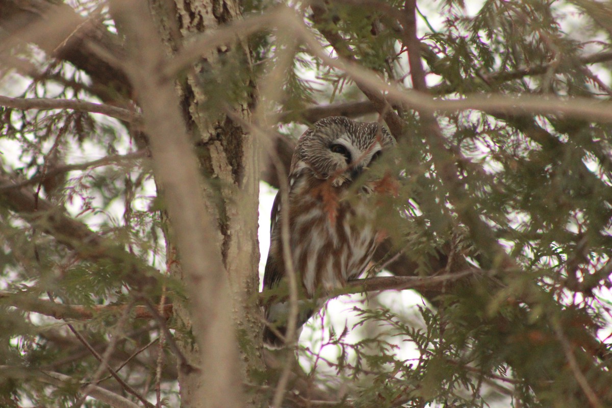Northern Saw-whet Owl - Curtis Combdon