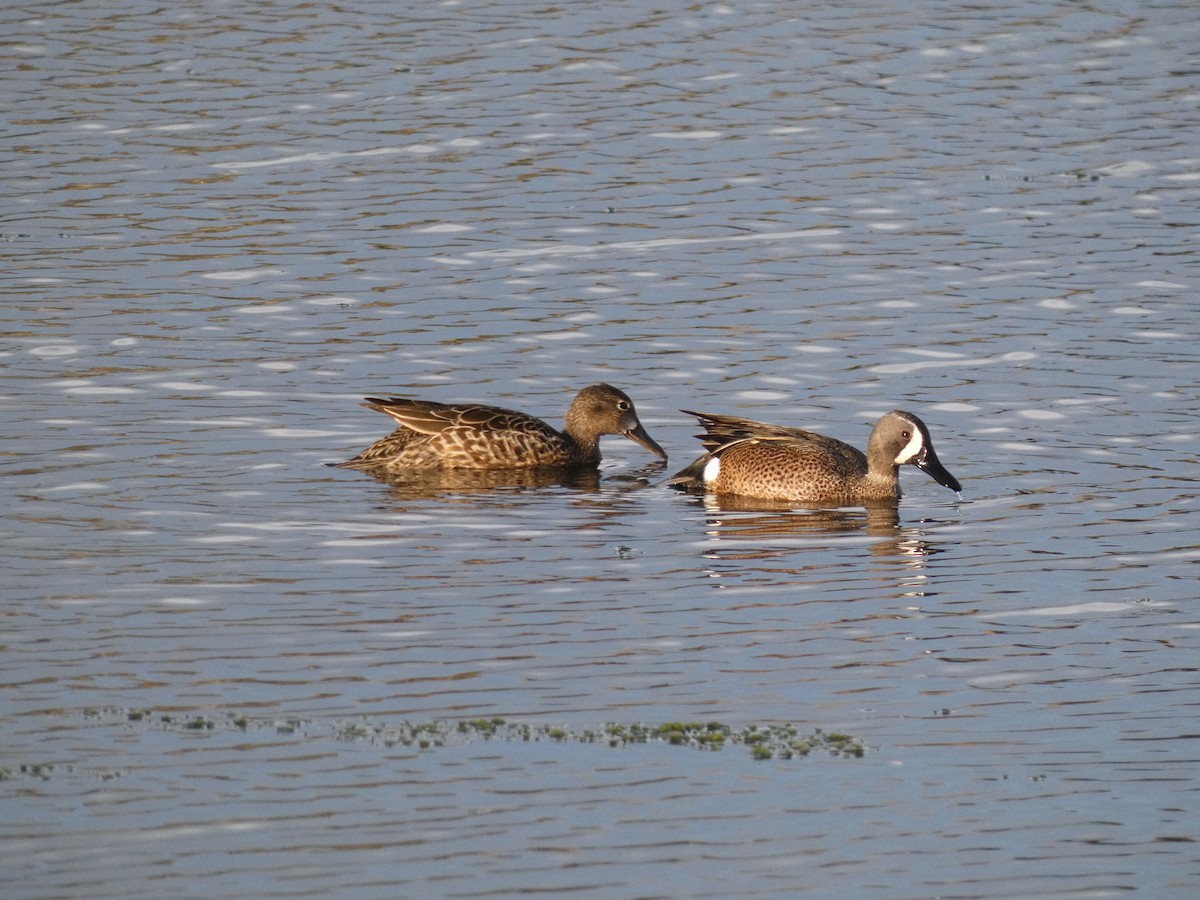 Blue-winged Teal - ML229485091