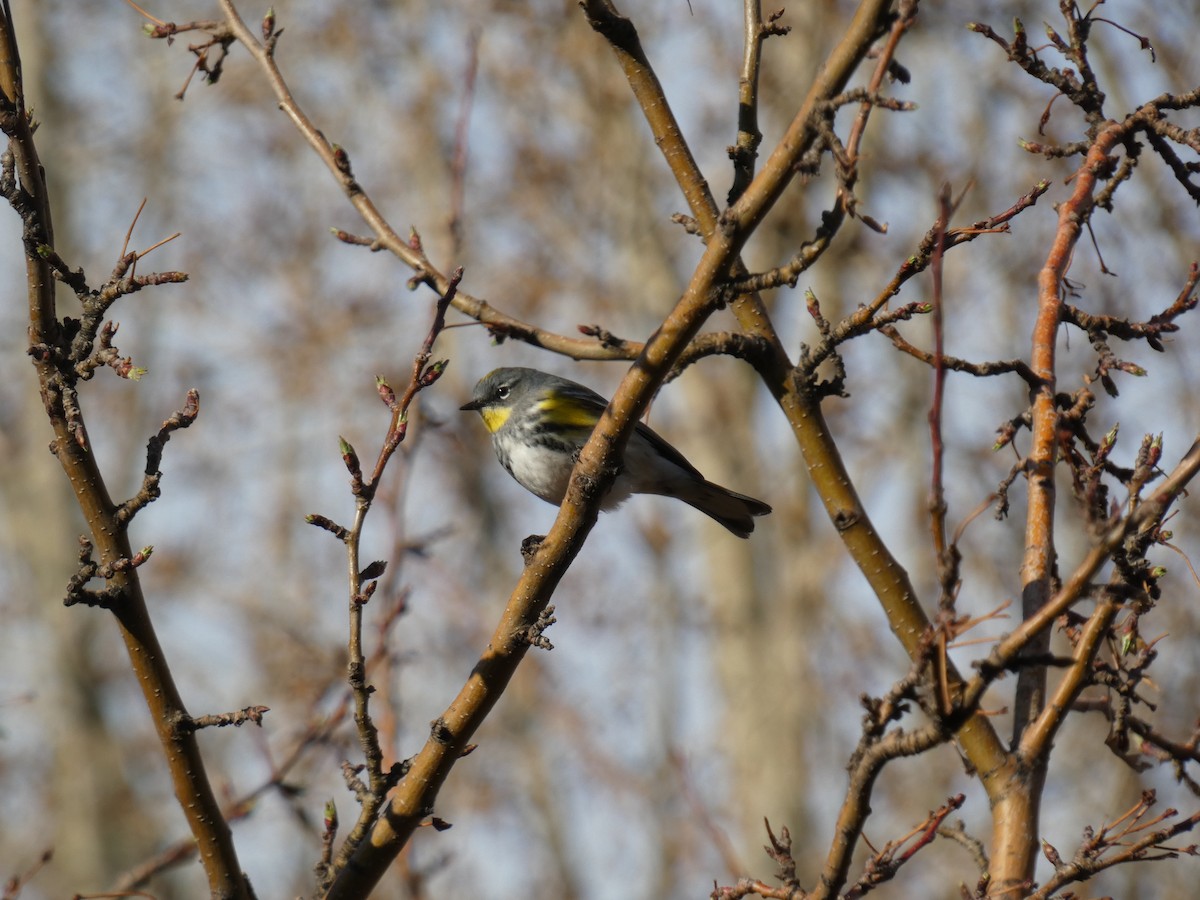 Yellow-rumped Warbler (Audubon's) - Nell Smith