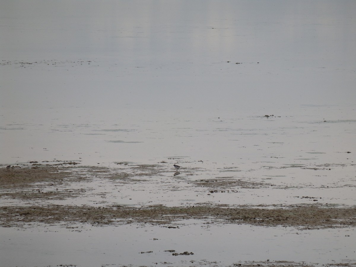 Semipalmated Plover - ML229485251