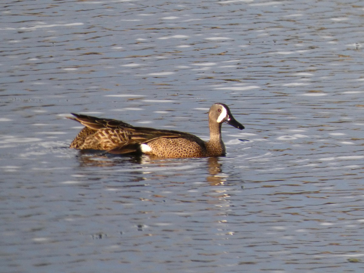 Blue-winged Teal - ML229485931