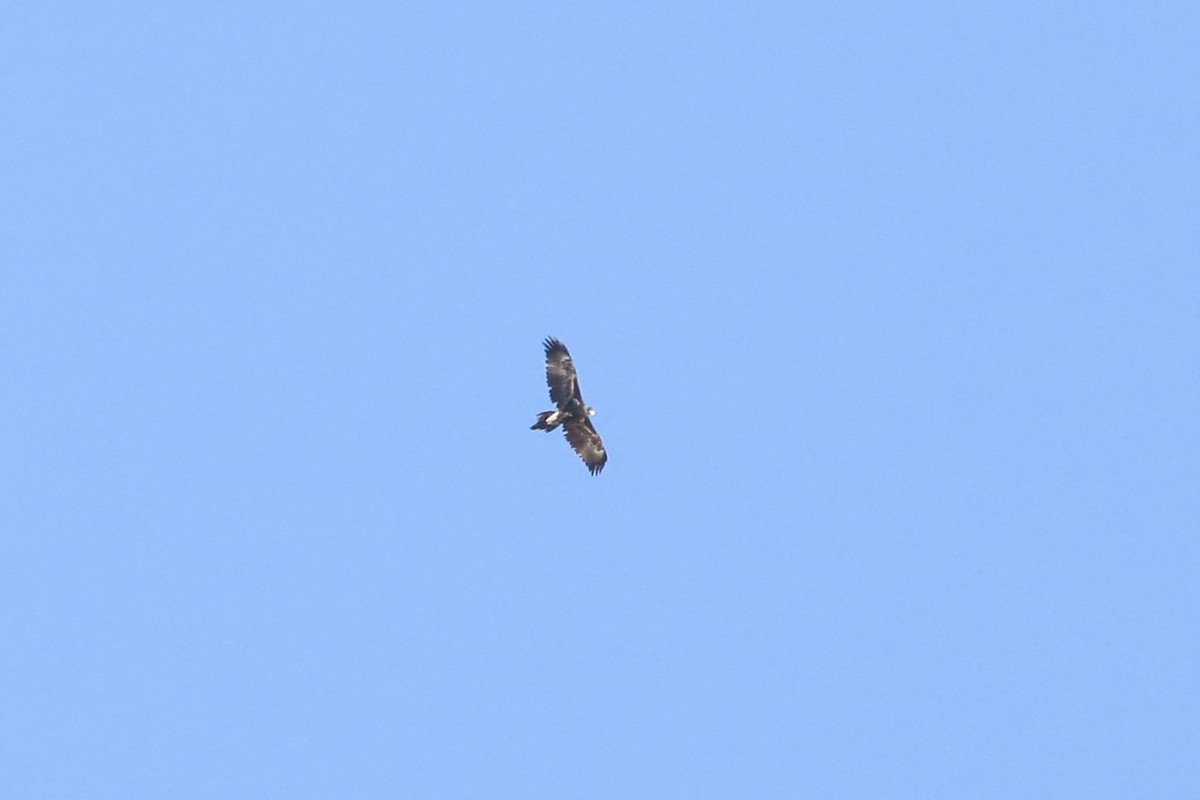 Wedge-tailed Eagle - Ged Tranter