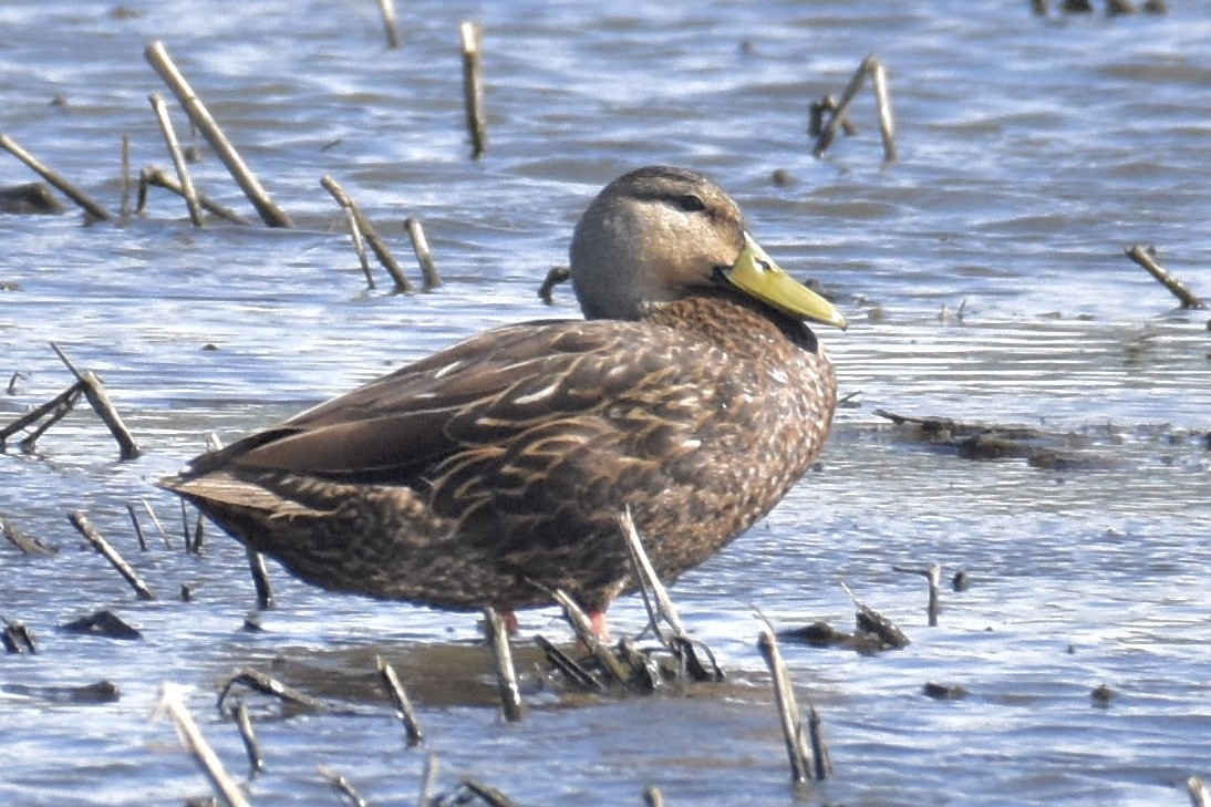 Mottled Duck - Marky Mutchler