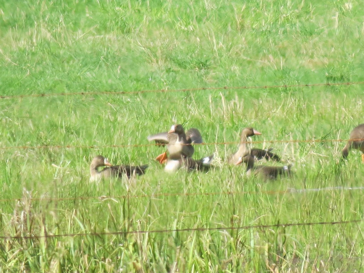 Greater White-fronted Goose - ML229492591
