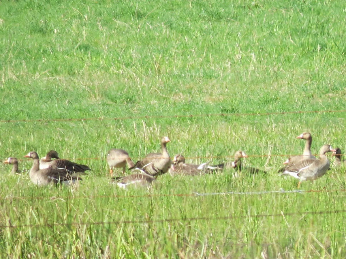 Greater White-fronted Goose - ML229492731