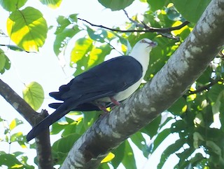 Pied Cuckoo-Dove, ML229494951