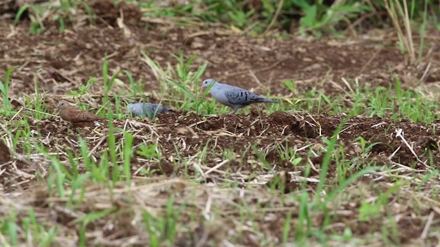 Blue Ground Dove - ML229498841