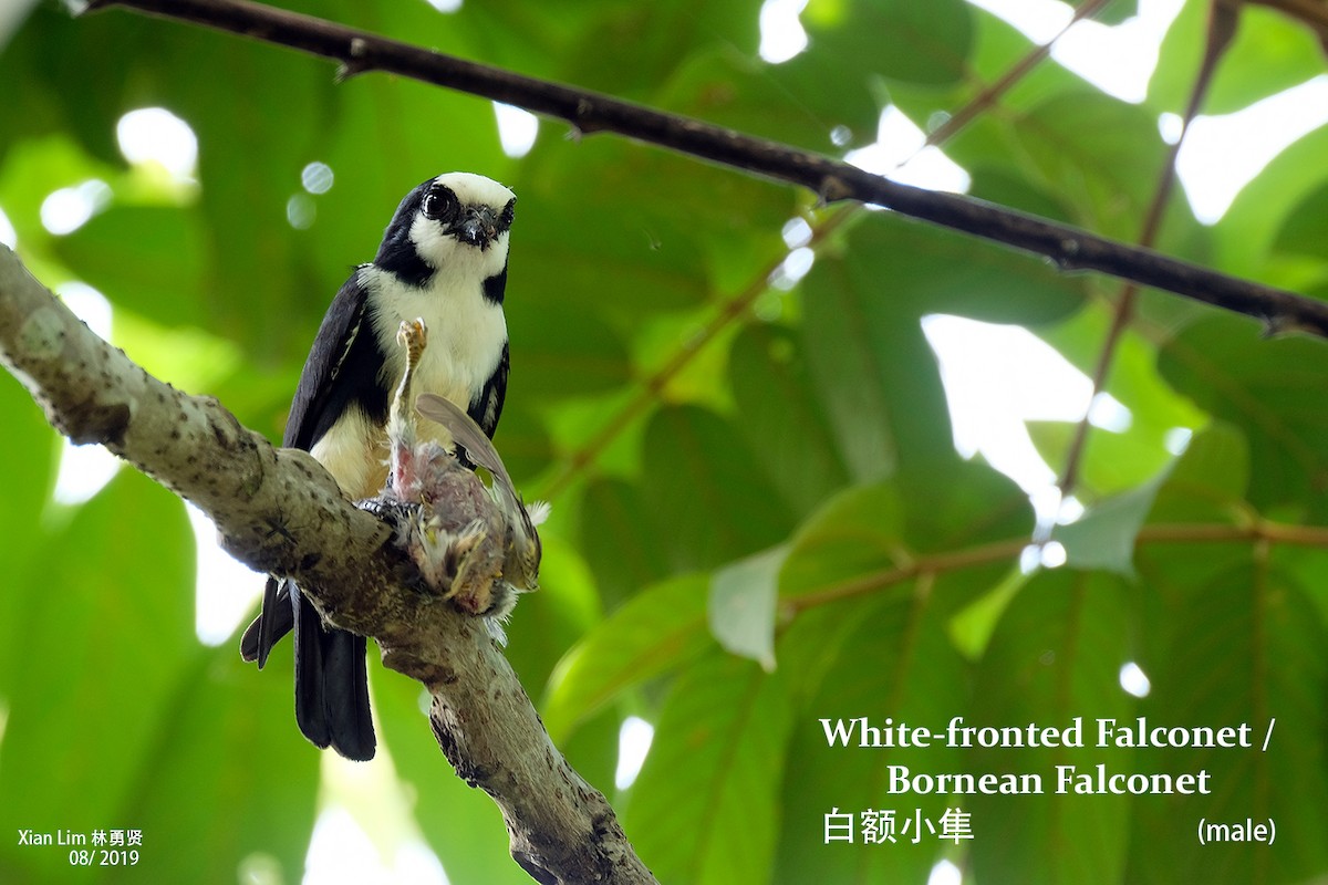 White-fronted Falconet - ML229499801