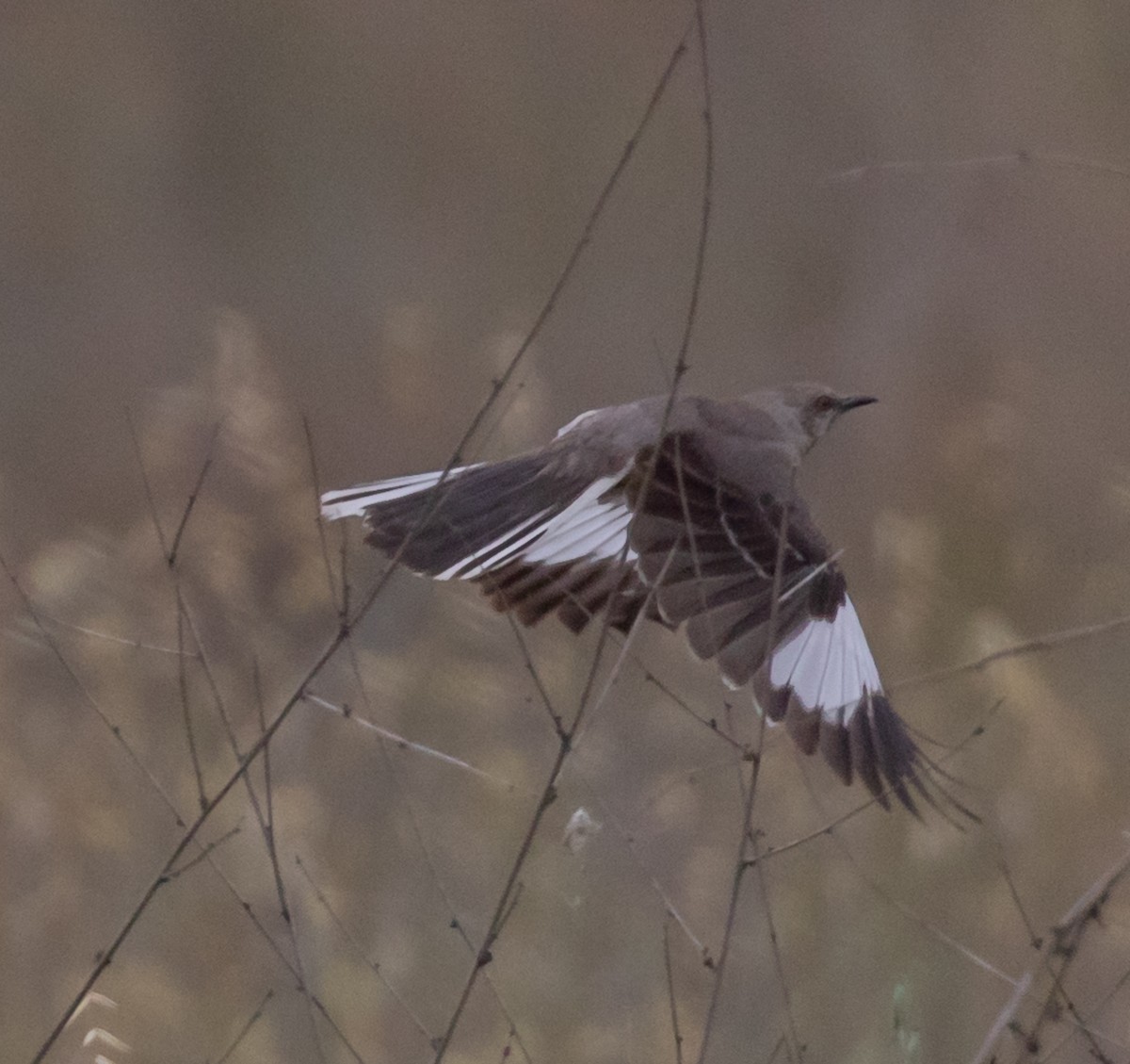 Northern Mockingbird - Maury Swoveland