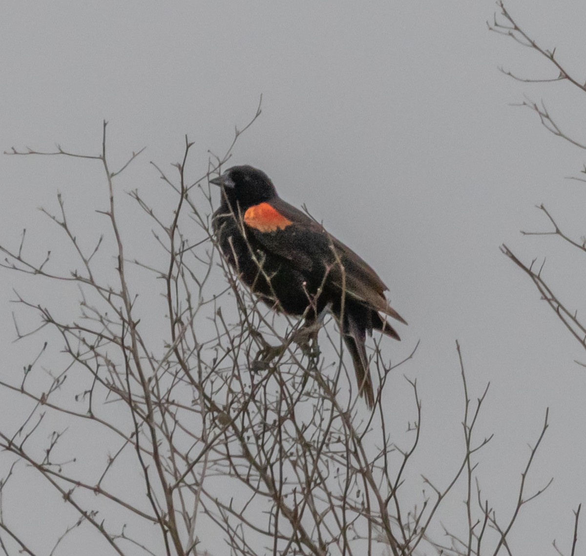 Red-winged Blackbird - ML229503641