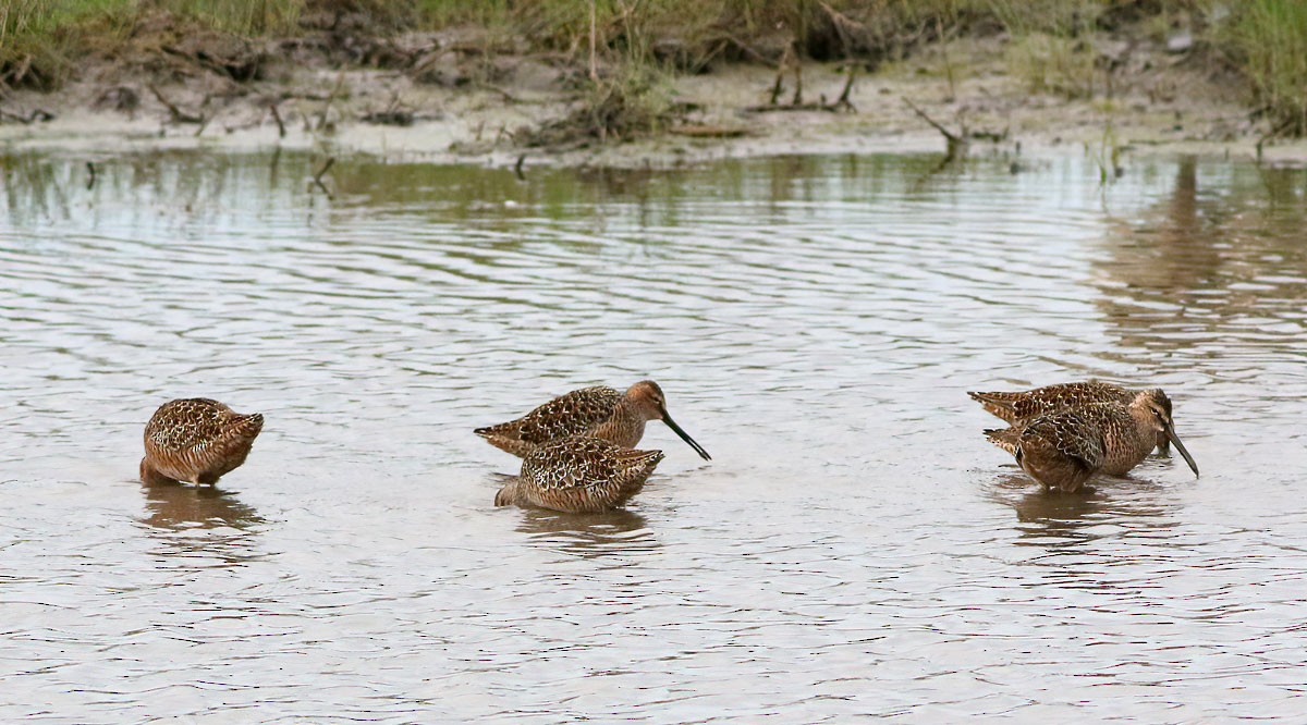 Long-billed Dowitcher - ML229508661