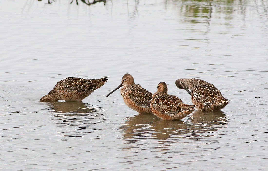 Long-billed Dowitcher - ML229508671