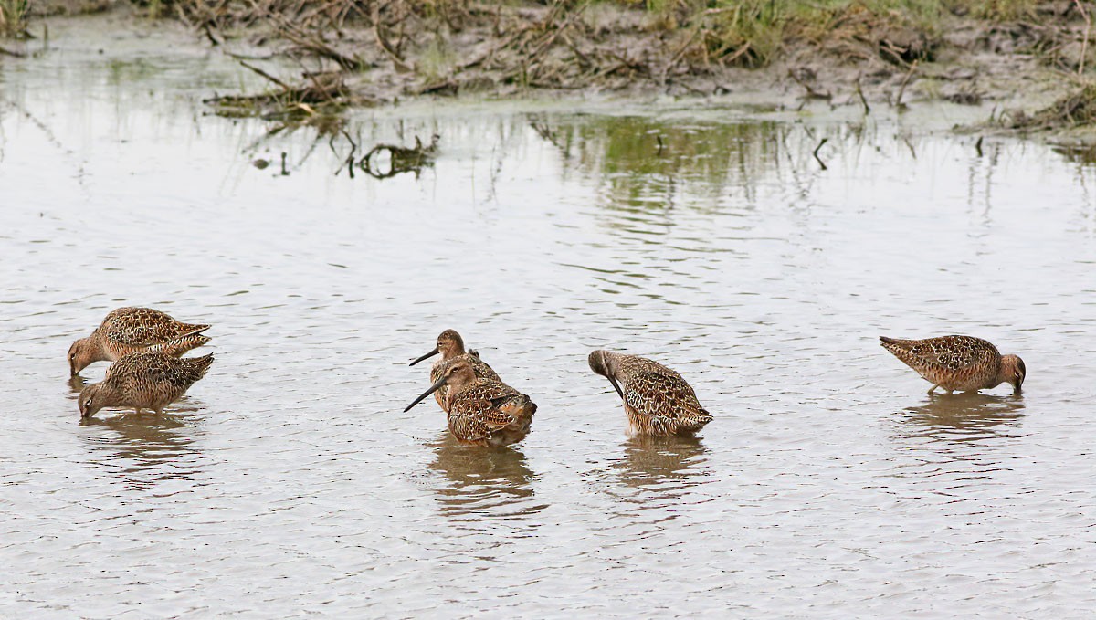 Long-billed Dowitcher - ML229508681
