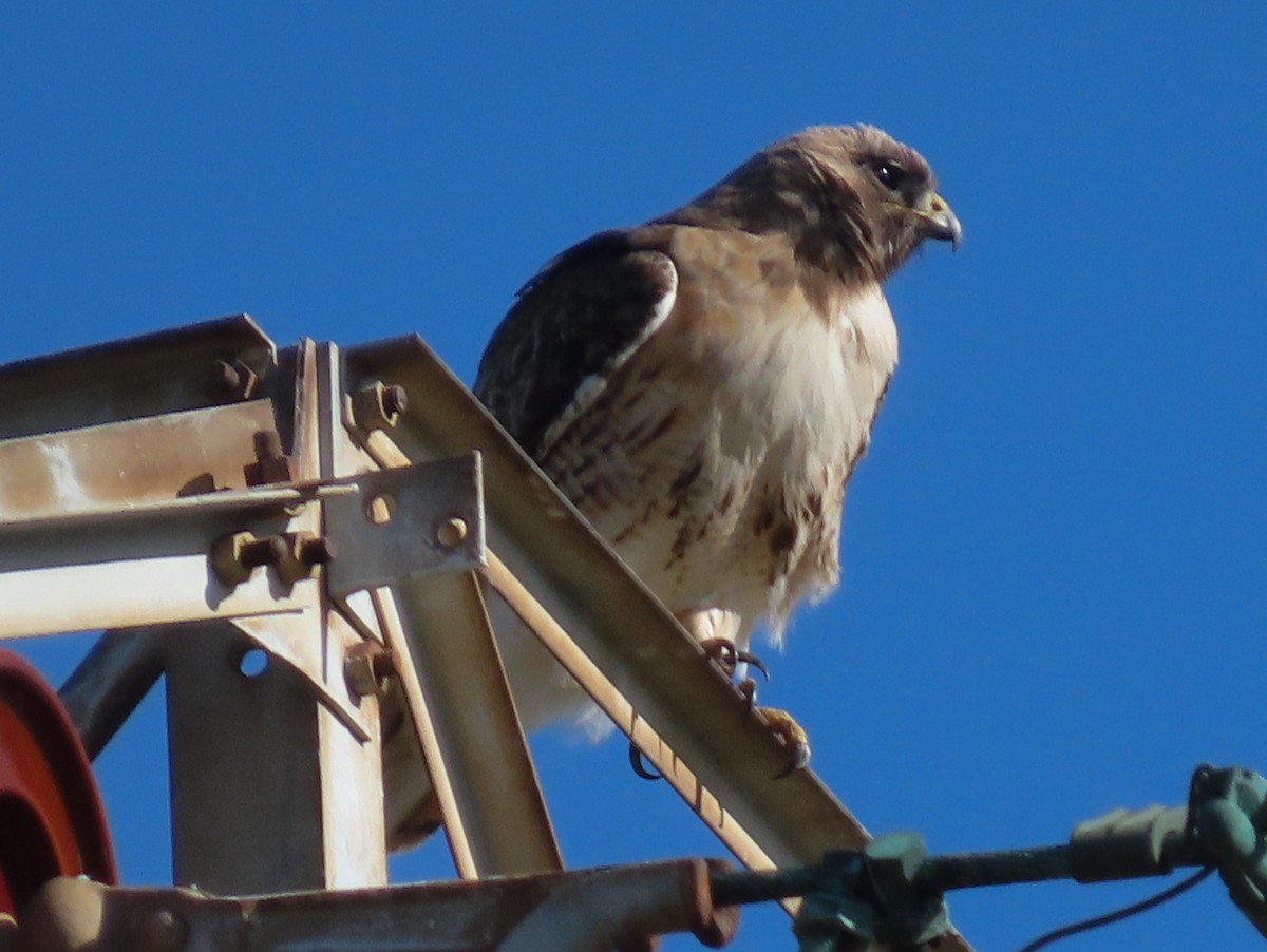 Red-tailed Hawk - Barry Langdon-Lassagne