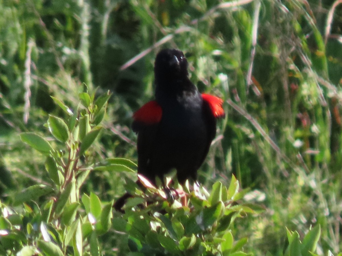 Red-winged Blackbird - Barry Langdon-Lassagne