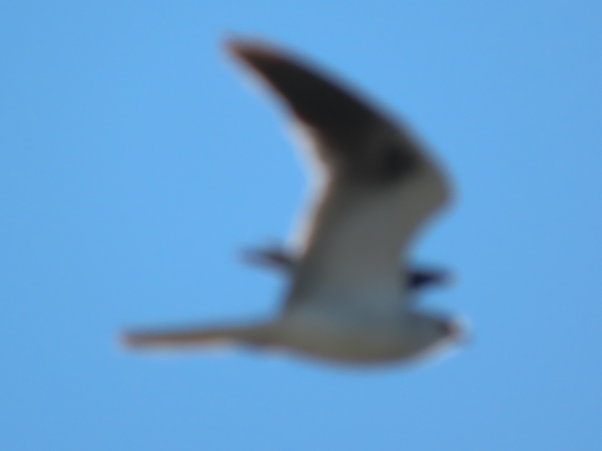 White-tailed Kite - Barry Langdon-Lassagne