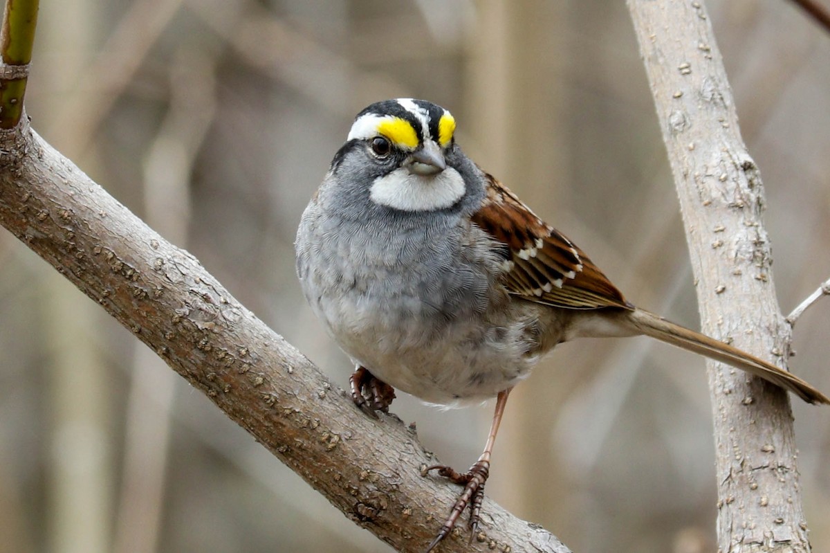 White-throated Sparrow - ML229518341
