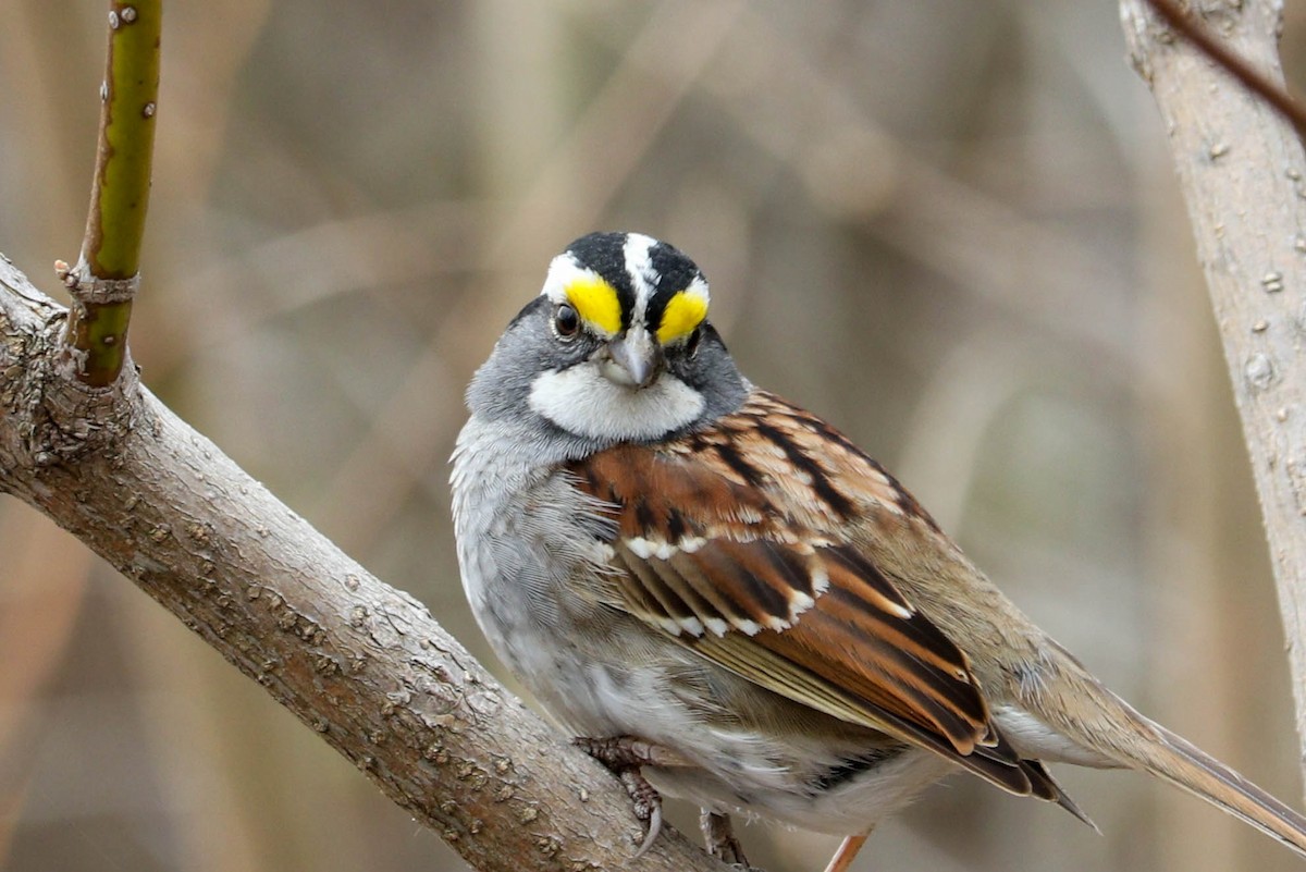 White-throated Sparrow - ML229518351