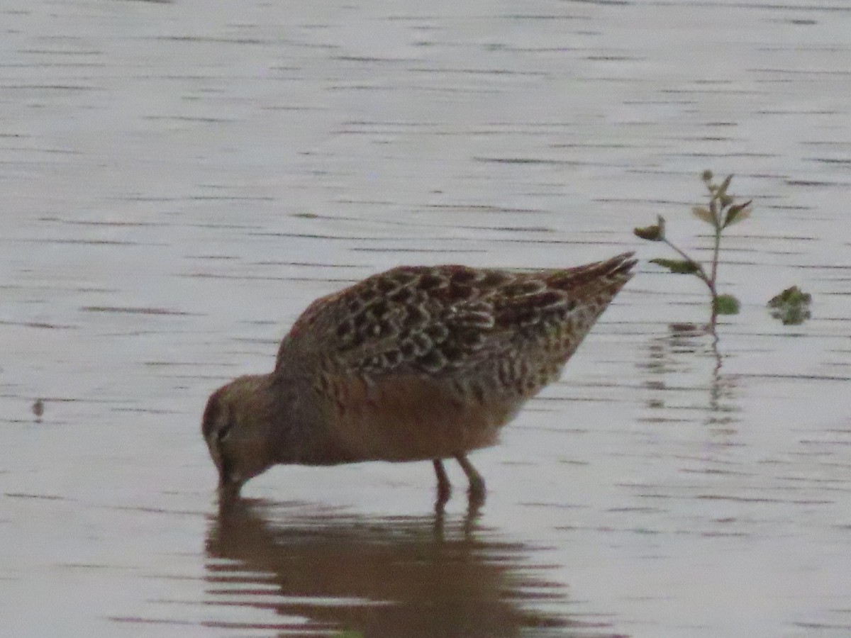 Long-billed Dowitcher - ML229520191