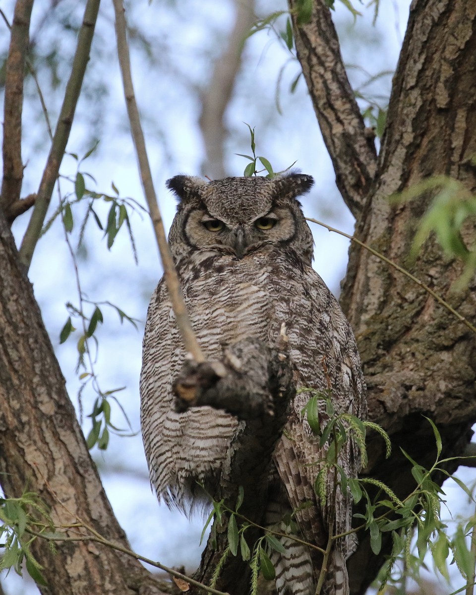 Great Horned Owl - Russ Morgan