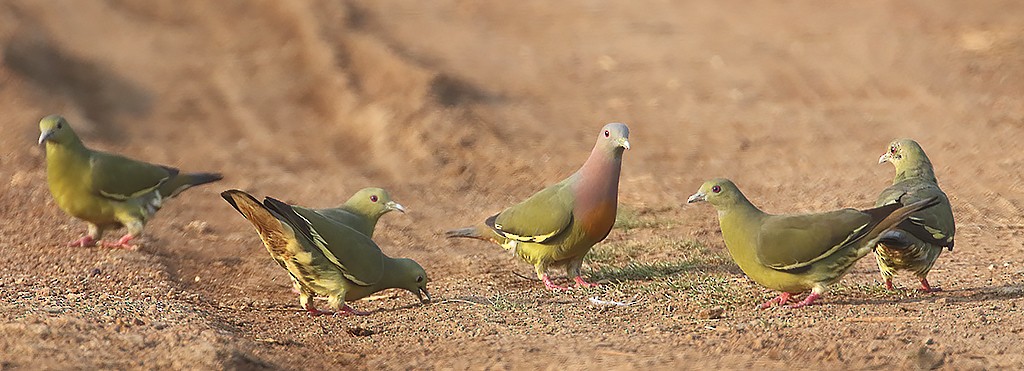 Pink-necked Green-Pigeon - Peter Ericsson