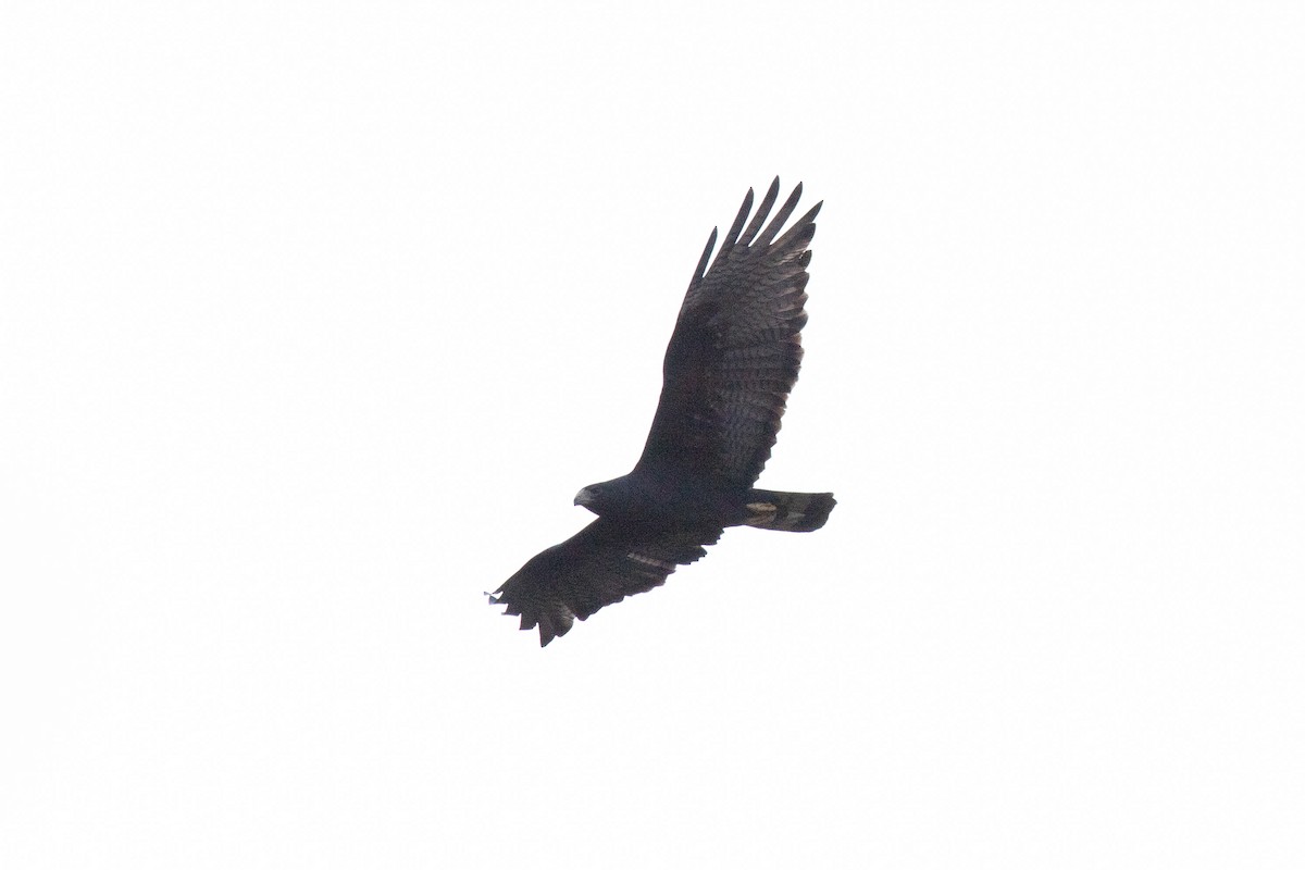 Zone-tailed Hawk - ML229524351