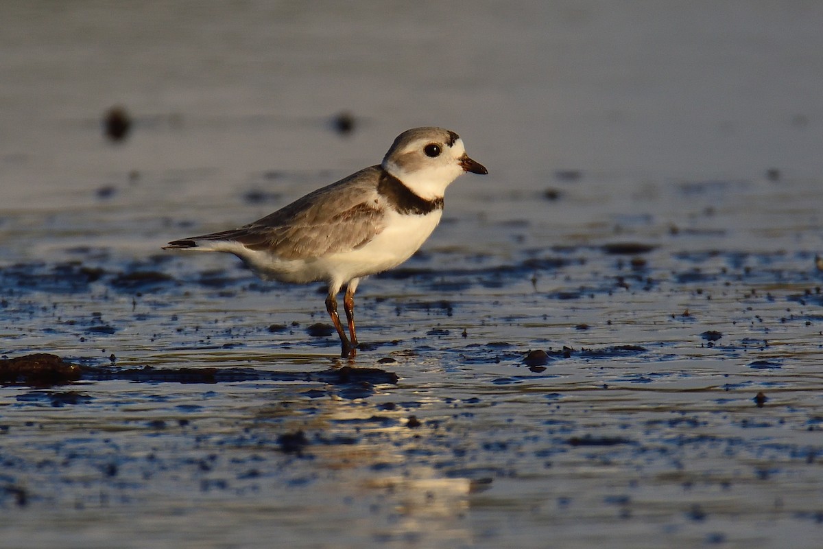Piping Plover - Dana Siefer
