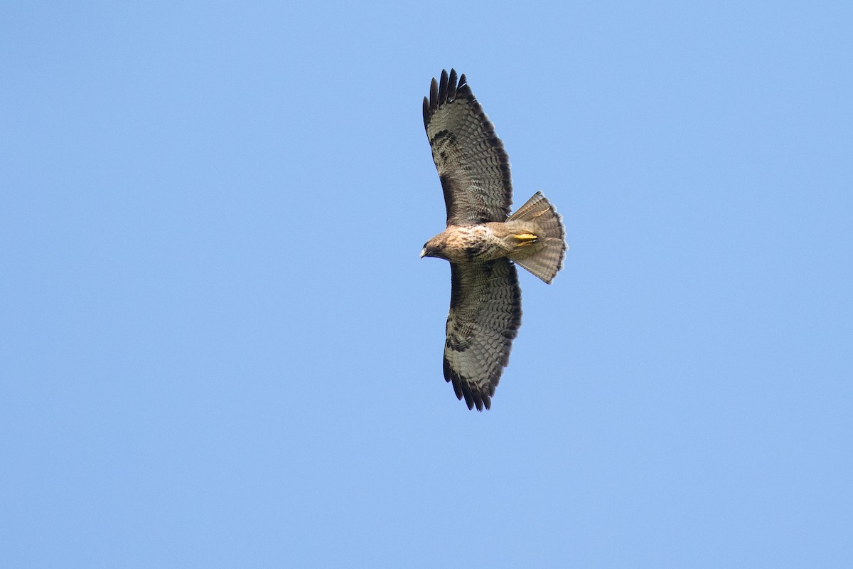 Red-tailed Hawk - ML229528621