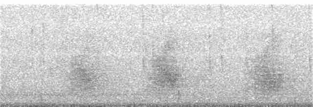 furuskrike (coronata gr.) - ML229529141