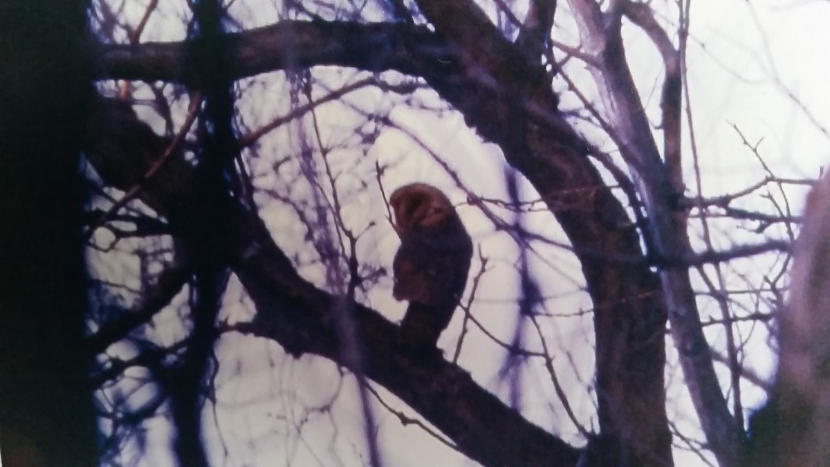 Barn Owl - Jesse Kolar