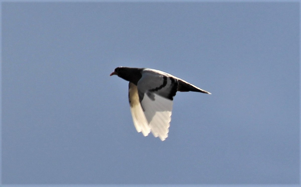 Rock Pigeon (Feral Pigeon) - N Jones