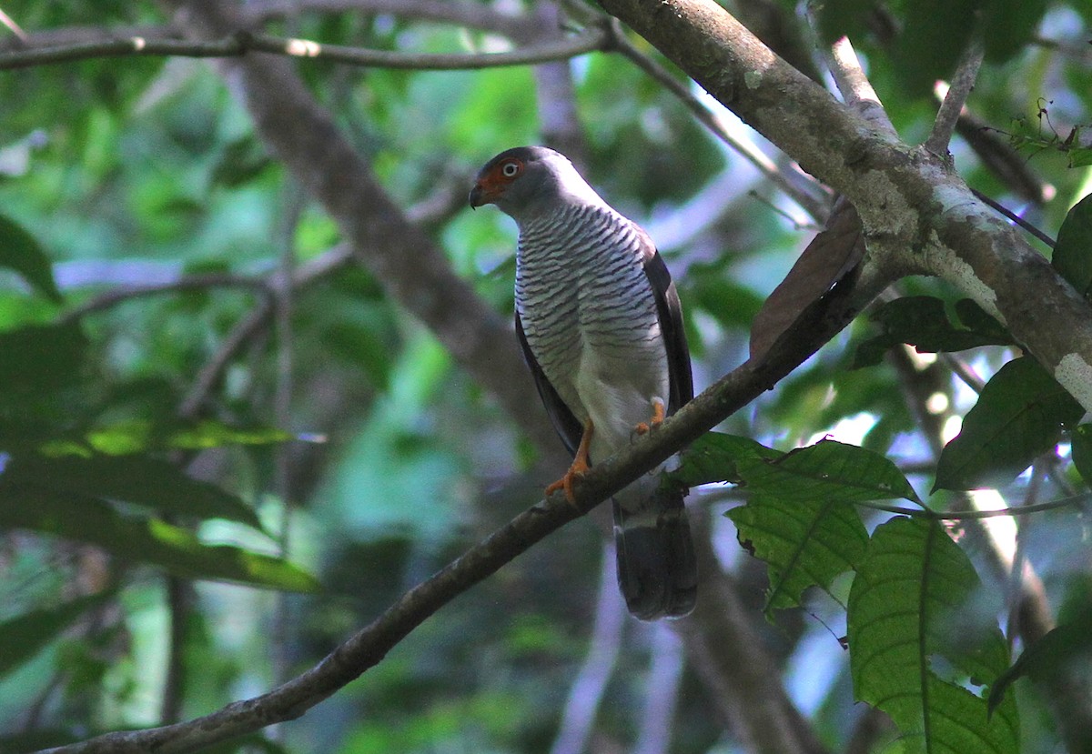 Cryptic Forest-Falcon - ML229535891