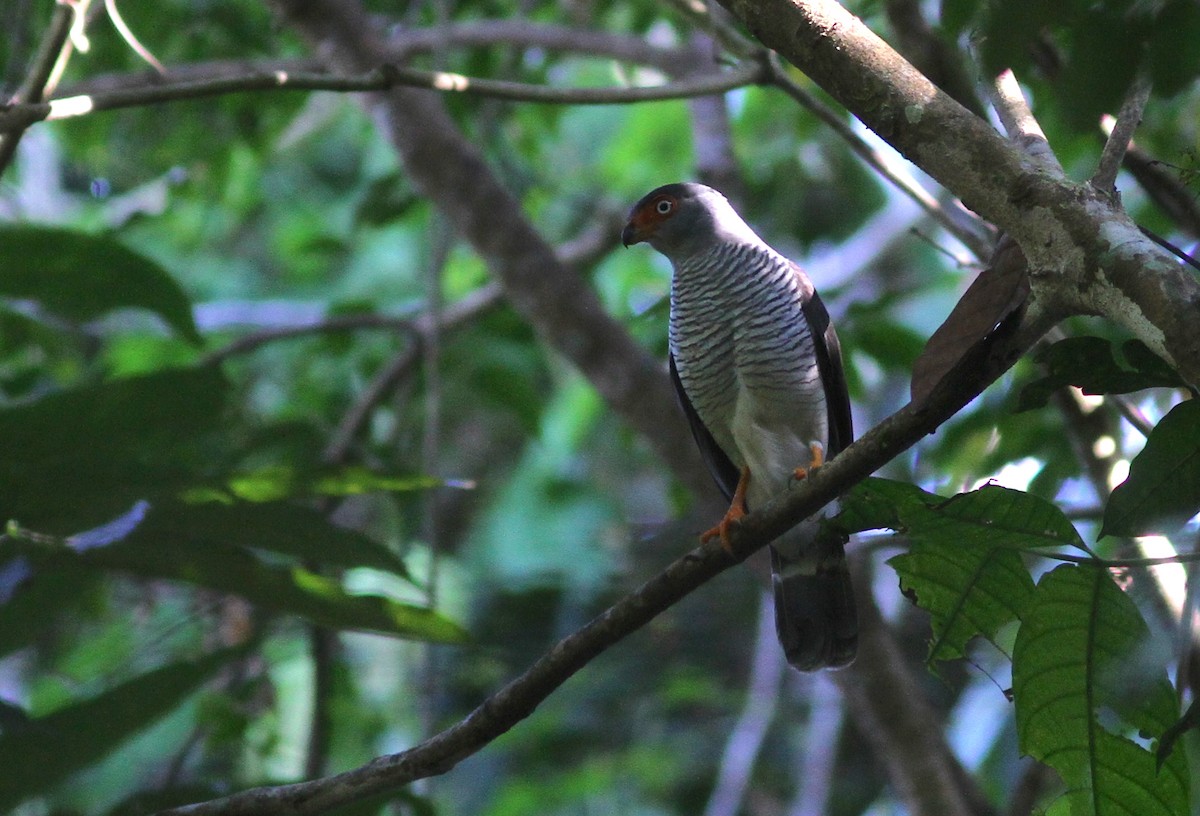 Cryptic Forest-Falcon - ML229536011