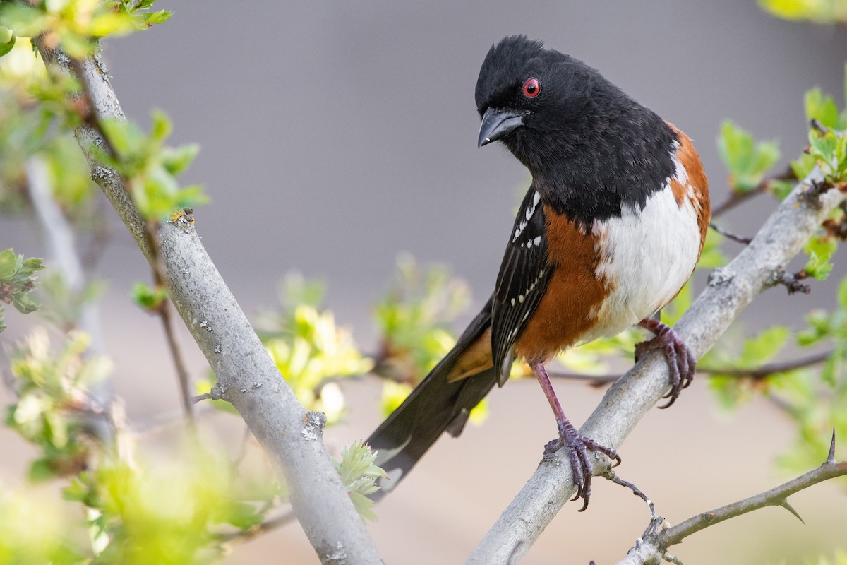 Spotted Towhee - ML229537611