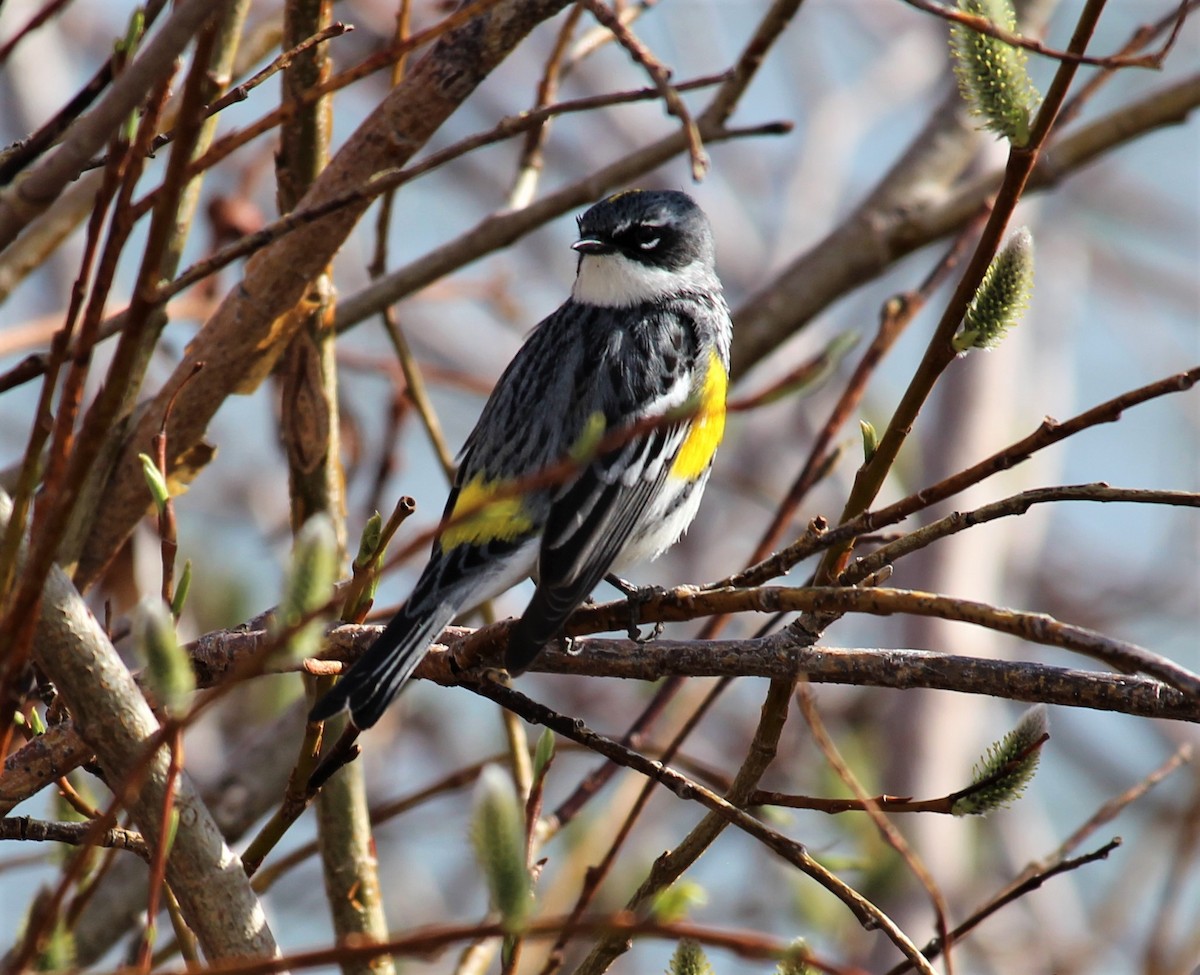 Yellow-rumped Warbler - N Jones