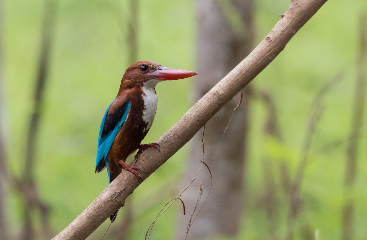White-throated Kingfisher - Naveen Sama